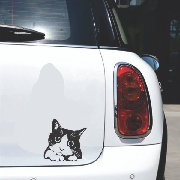 Gato Adhesivo