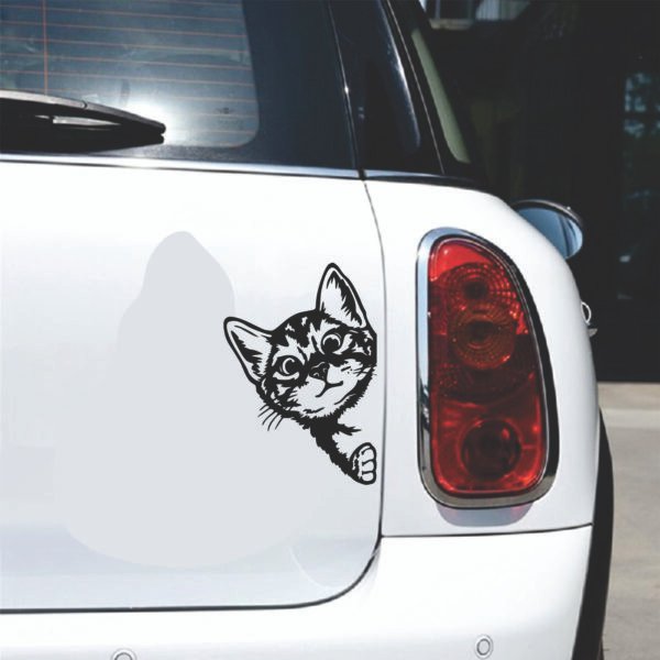 Gato Adhesivo